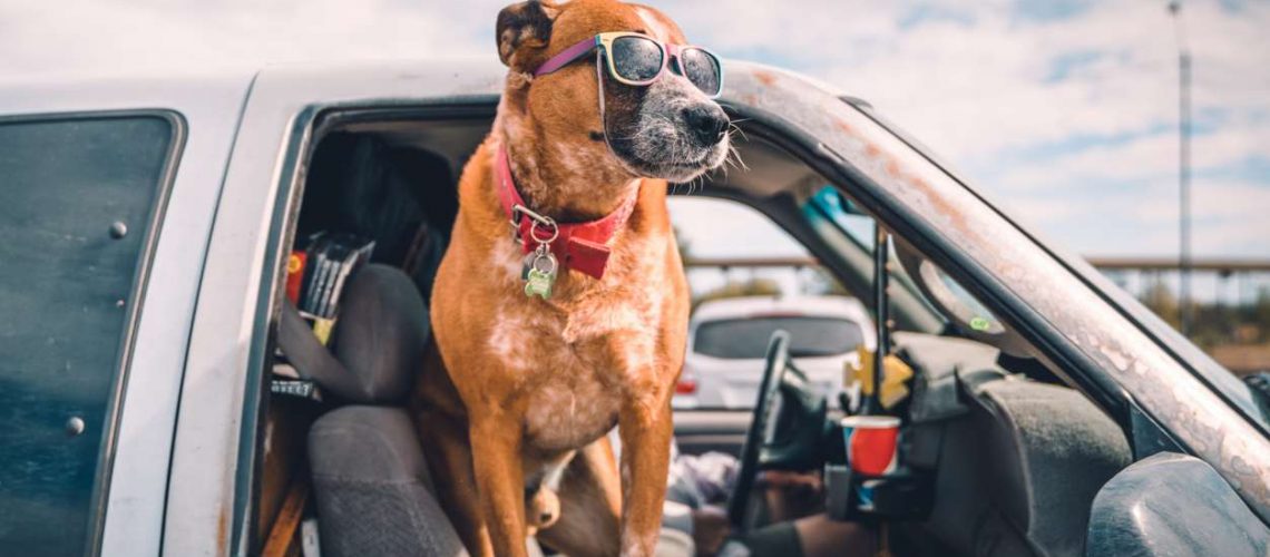 Best truck seat on sale covers for dogs